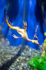 Closeup of weedy sea dragon