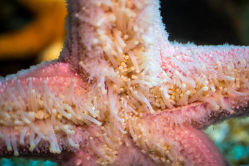 The underside of a pink starfish