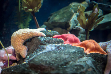 Group of starfish on a rock