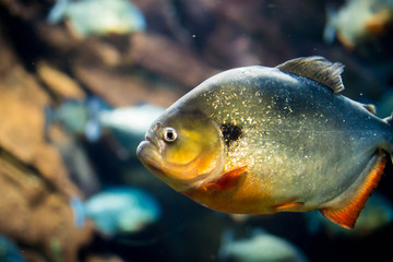 Colorful black spot piranha at aquarium