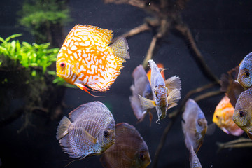 Group of blue discus fish in aquarium - Powered by Adobe
