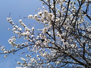 cerezo en flor