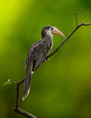 Austen's Brown Hornbill on branch on green background in Khao Yai National Park, Thailand