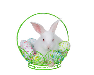 Adorable white albino baby bunny rabbit sitting in a hand crafted wire basket filled with tie die easter eggs, isolated on white background. Bunny looking directly at viewer.