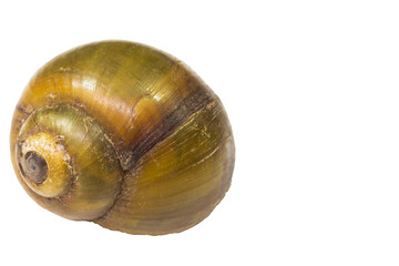 APPLE SNAIL Thai food Can eat