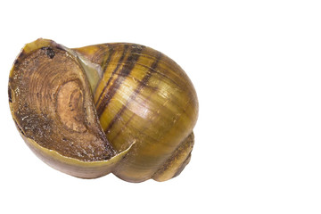 PAPLE SNAIL Thai food Can eat