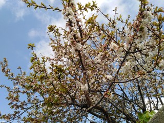 el cielo y las flores