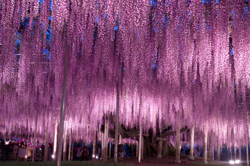 Naklejka premium 足利市 あしかがフラワーパーク