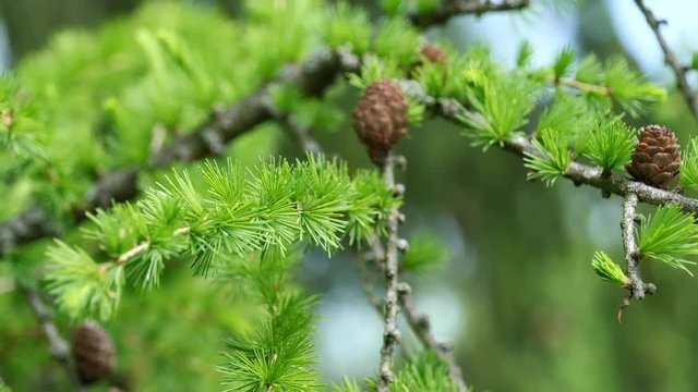 Branch and cones of coniferous tree Dahurian larch swinging in wind