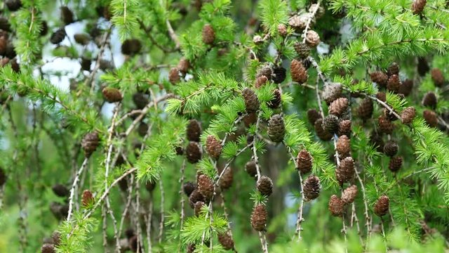 Branch with dense cones of coniferous tree Dahurian Larch swinging in wind