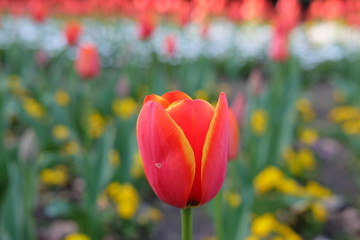 Red Tulip 