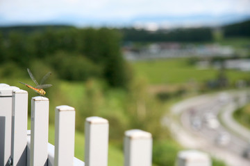 飛び立とうとするトンボ © Daisuke Inoue