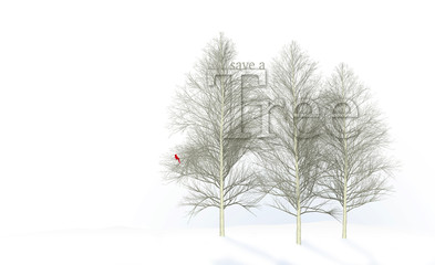 Save a tree is the theme of this image that shows beautiful aspen trees in winter.