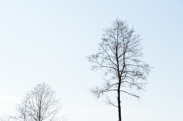 Fototapeta na wymiar Leafless alder trees silhouettes with copy space