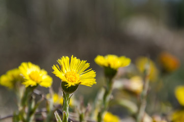 Closeup of a beautiful blossom Coltsfoot flower with copy space