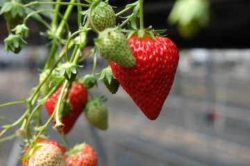 strawberries in the garden