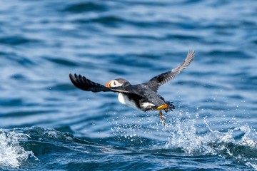 a flying seabird