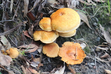 Orange Australian Coastal Mushrooms