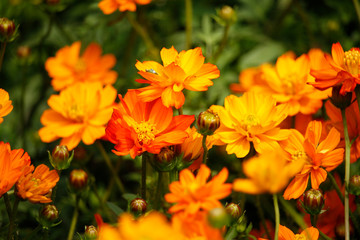 Naklejka na ściany i meble Orange blooming zinnia flowers in garden for nature backgroun.