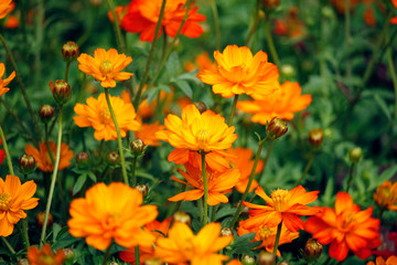 Orange blooming zinnia flowers in garden for nature backgroun.