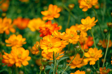 Orange blooming zinnia flowers in garden for nature backgroun.