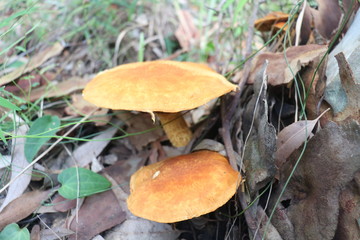 Orange Australian Coastal Mushrooms