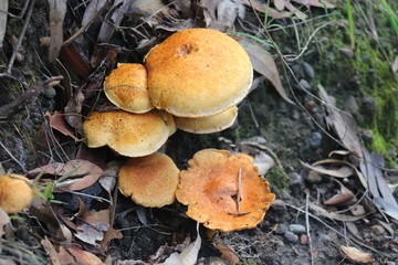 Orange Australian Coastal Mushrooms