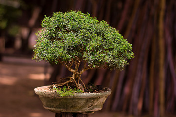 Collected tree bonsai