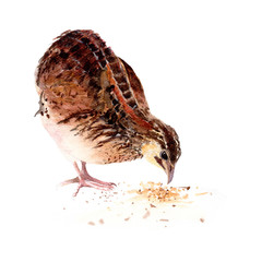 Quail, Bird, Chicken watercolor illustrations and Hand drawn sketch. Watercolor painting Cute Quail, Bird, Chicken on white background.
