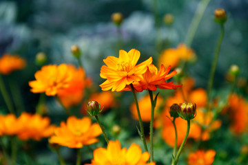 Orange blooming zinnia flowers in garden for nature backgroun.