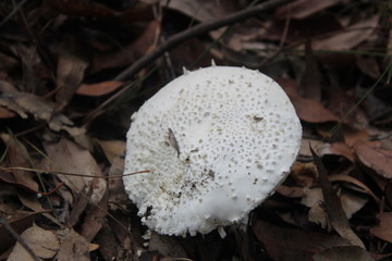 White Australian Coastal Mushrooms