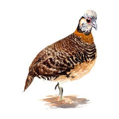 Quail, Bird, Chicken watercolor illustrations and Hand drawn sketch. Watercolor painting Cute Quail, Bird, Chicken on white background.