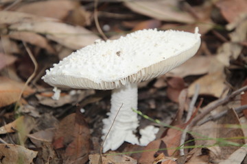 White Australian Coastal Mushrooms