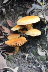 Orange Australian Coastal Mushrooms