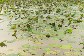lotus at Bueng Boraphet Swamp, Nakhorn Sawan, Thailand