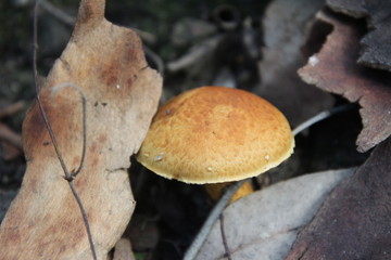 Orange Australian Coastal Mushrooms