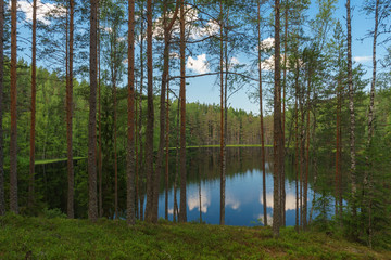 Lake view through trees of deep coniferous forest