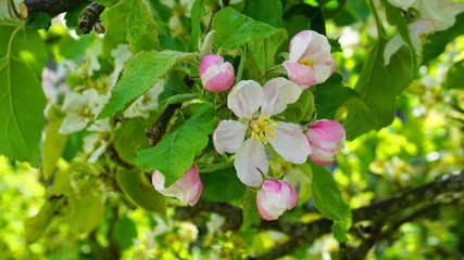 Beautiful and delicate apple flowers in the morning sun close up.  Apple blossom. Spring background.