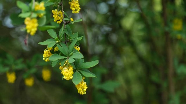 Green spring leaves and yellow flowers of Red-Stemmed Barberry