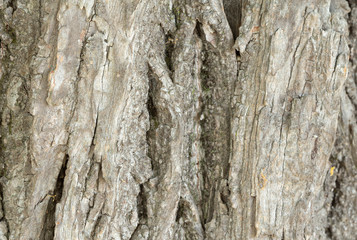 Linden, Tilia bark texture
