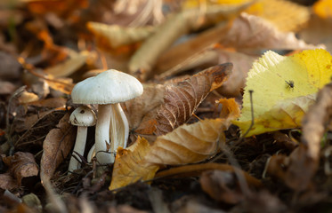 White mushrooms among linden leafs