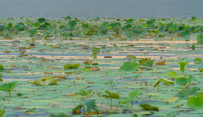 lotus at Bueng Boraphet Swamp, Nakhorn Sawan, Thailand
