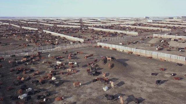 Cattle pens in a large feedlot