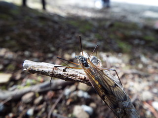 オオマキバガガンボ fly