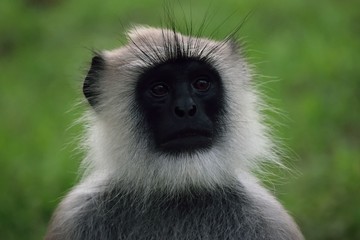 Obraz premium Langur monkey in Mudumalai forest, Tamil Nadu, India
