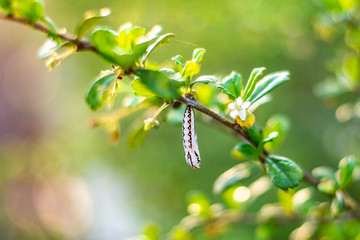 white pupa of the forest
