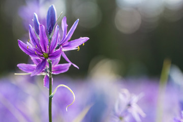 Camas meadow in backlight