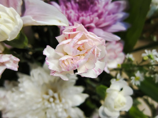 Focusing on the Carnation in the Bouquet 1