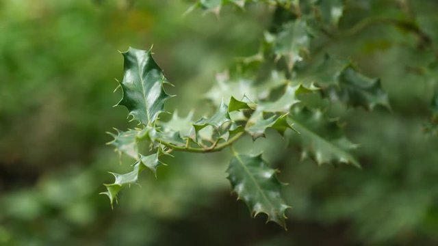 Spiky decorative leaves of Common Holly shrub in light wind