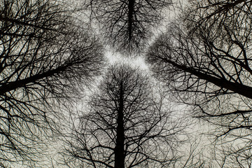 Bare Trees against the sky